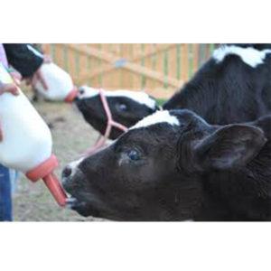 Read more about the article Advantages of Calf Feeding Bottle